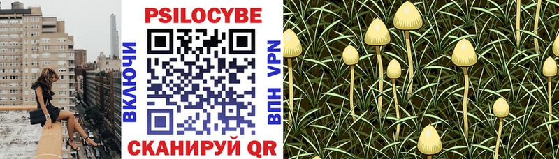 цена   Поворино  Галлюциногенные грибы GOLDEN TEACHER 